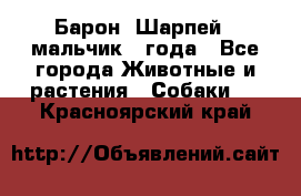 Барон (Шарпей), мальчик 3 года - Все города Животные и растения » Собаки   . Красноярский край